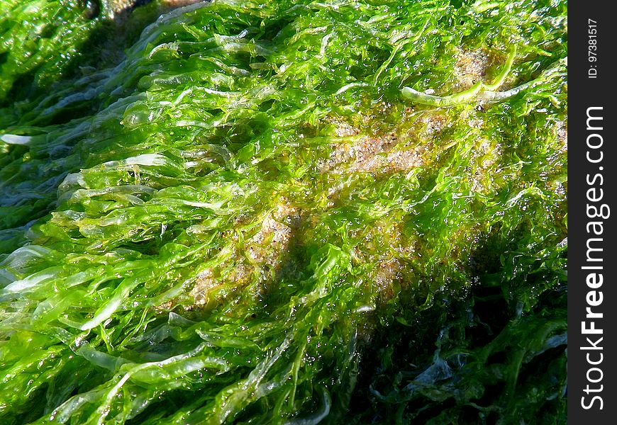 Almost Edible - Seaweed