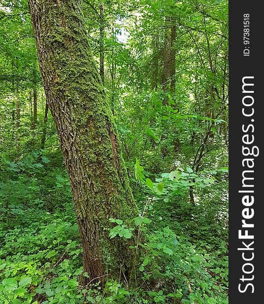 Plant, Green, Tree, Natural landscape, Terrestrial plant, Trunk