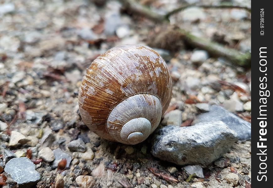 Snail, Natural material, Wood, Shell, Terrestrial animal, Snails and slugs
