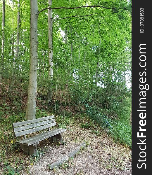 Plant, Outdoor bench, Plant community, Leaf, Botany, Tree