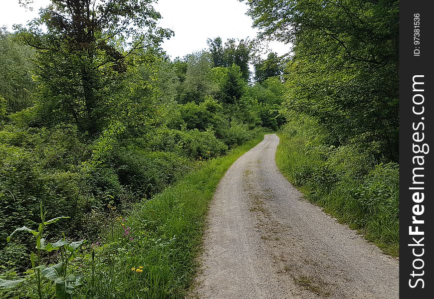 Plant, Tree, Natural landscape, Sky, Land lot, Road surface