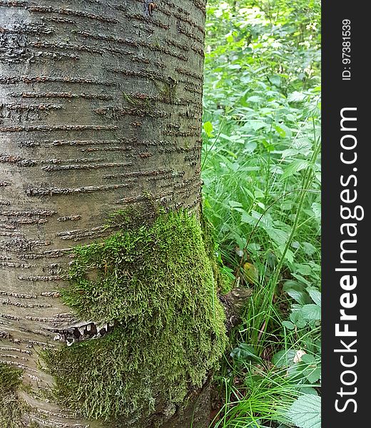 Plant, Terrestrial plant, Tree, Trunk, Grass, Natural landscape