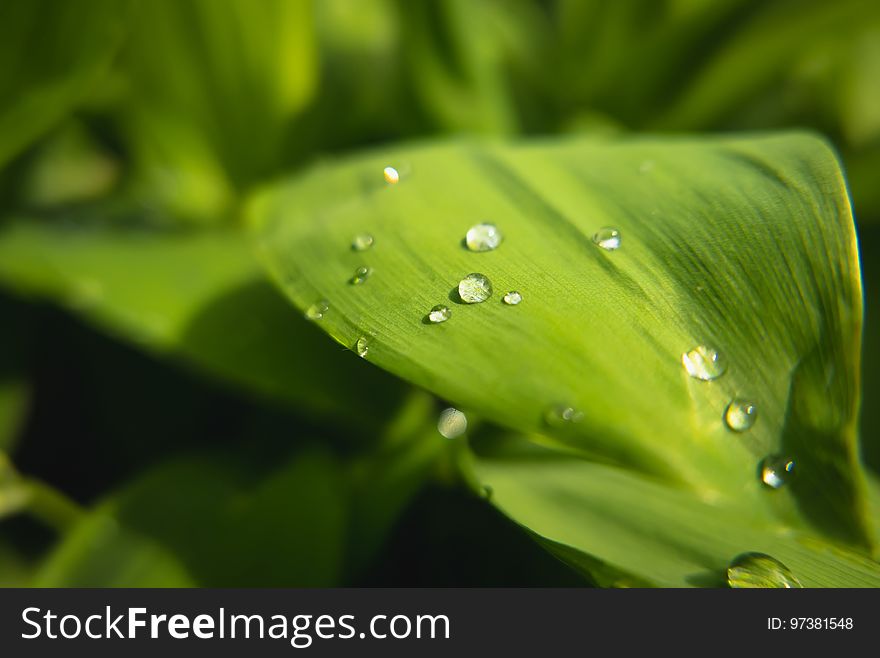 Green Leaves closeup