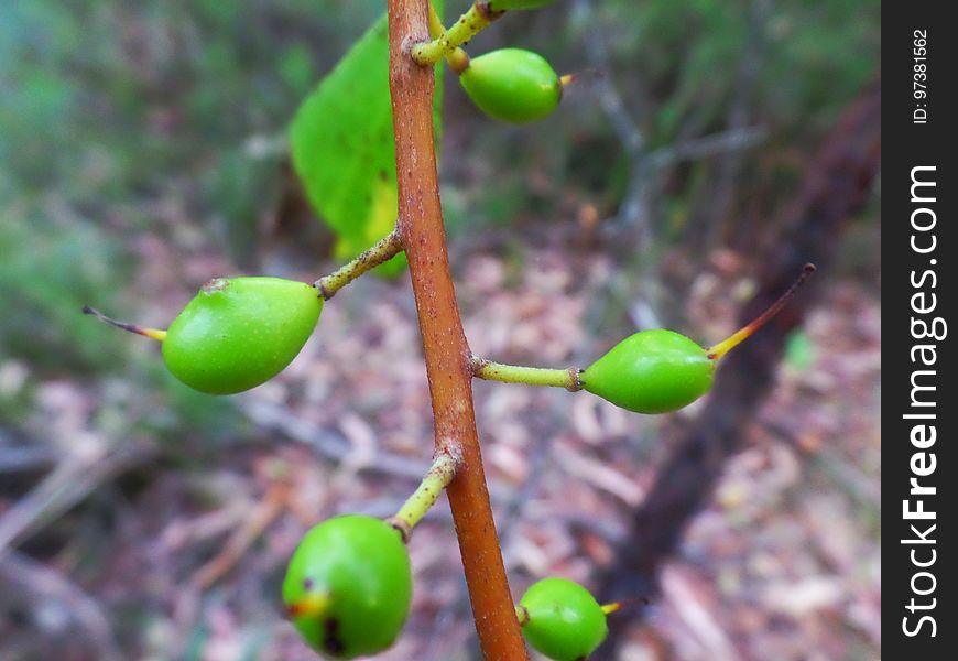 Pods Of Green