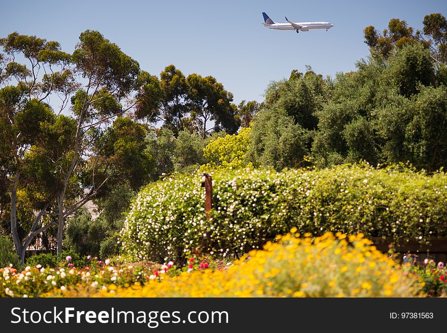 A view of a United Airlines flight over Balboa Park, coming in for a landing in San Diego. What a contrast here. I can&#x27;t help but think of the beauty and wonderful fragrance of the plantings here in Balboa Park, with Eucalyptus Trees reaching to the sky, in contrast with all of the recent ugliness represented by United Airlines. A view of a United Airlines flight over Balboa Park, coming in for a landing in San Diego. What a contrast here. I can&#x27;t help but think of the beauty and wonderful fragrance of the plantings here in Balboa Park, with Eucalyptus Trees reaching to the sky, in contrast with all of the recent ugliness represented by United Airlines.