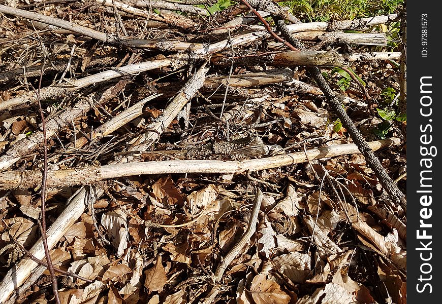 Brown, Wood, Twig, Groundcover