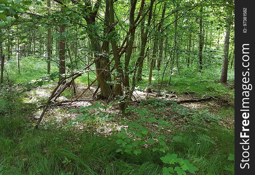 Plant, Tree, Terrestrial Plant, Natural Landscape