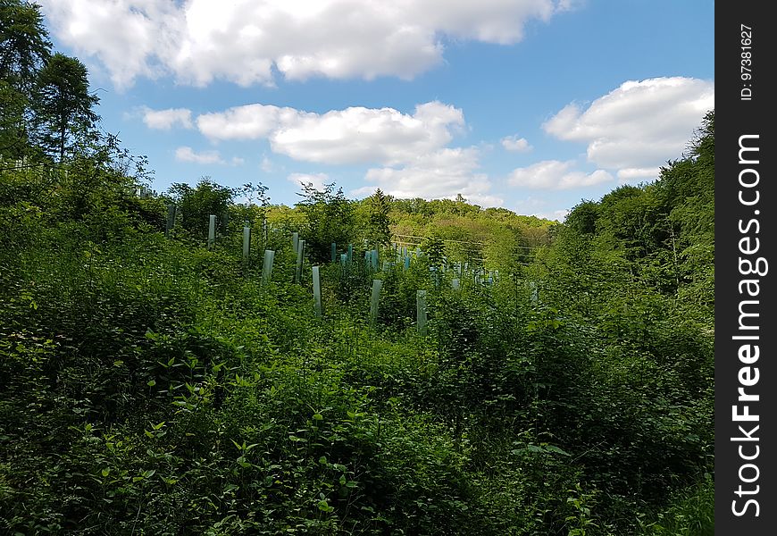 Cloud, Sky, Plant, Natural landscape, Terrestrial plant, Tree