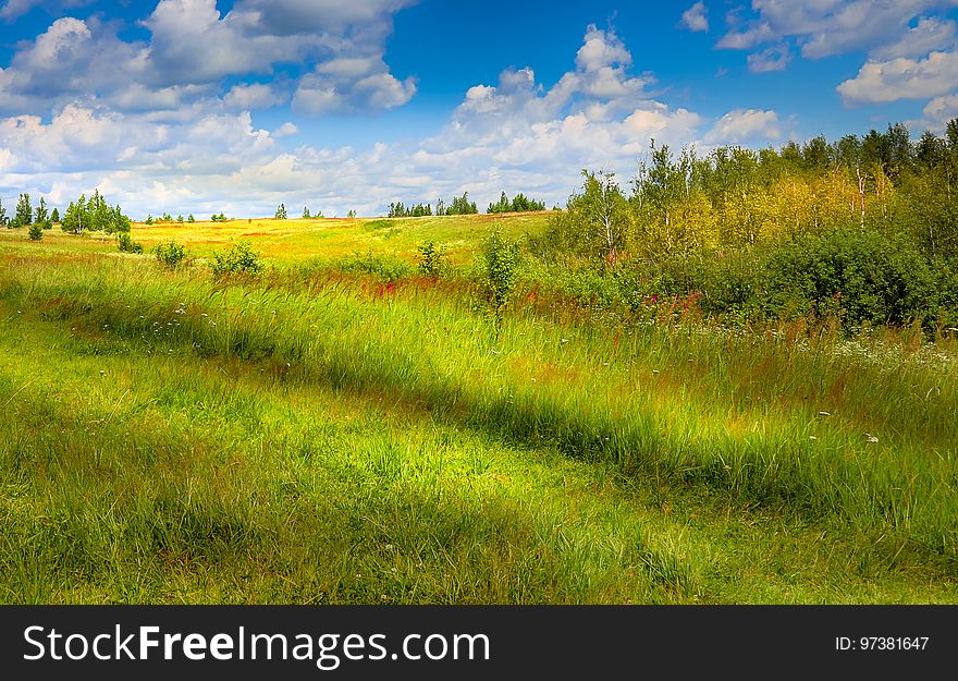 Russian meadow. Russian meadow