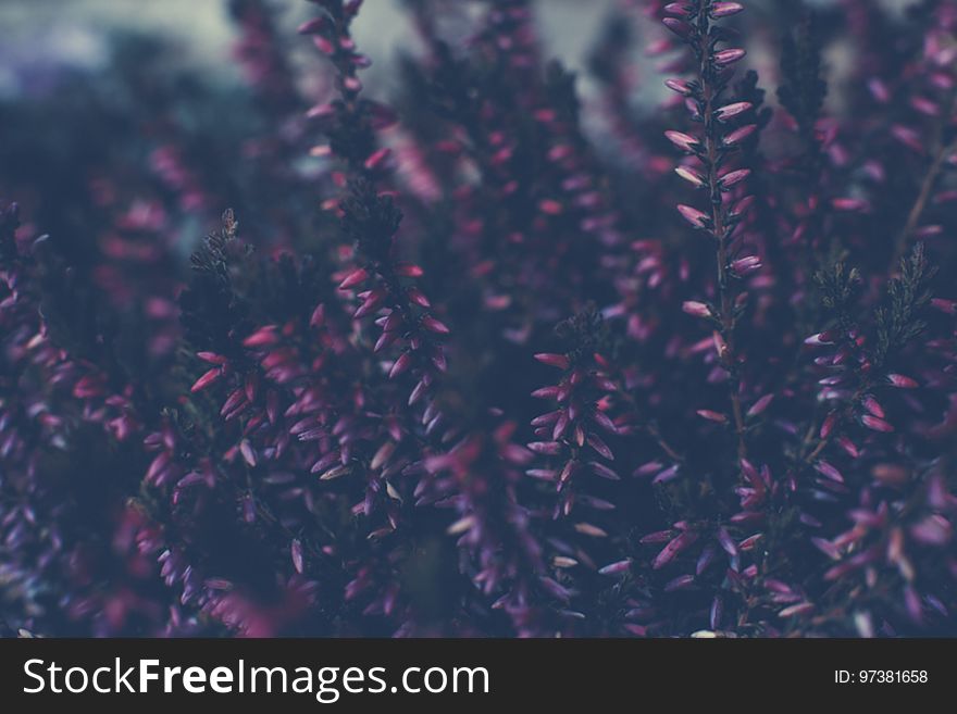 Colourful Swirley Bokeh Flowers