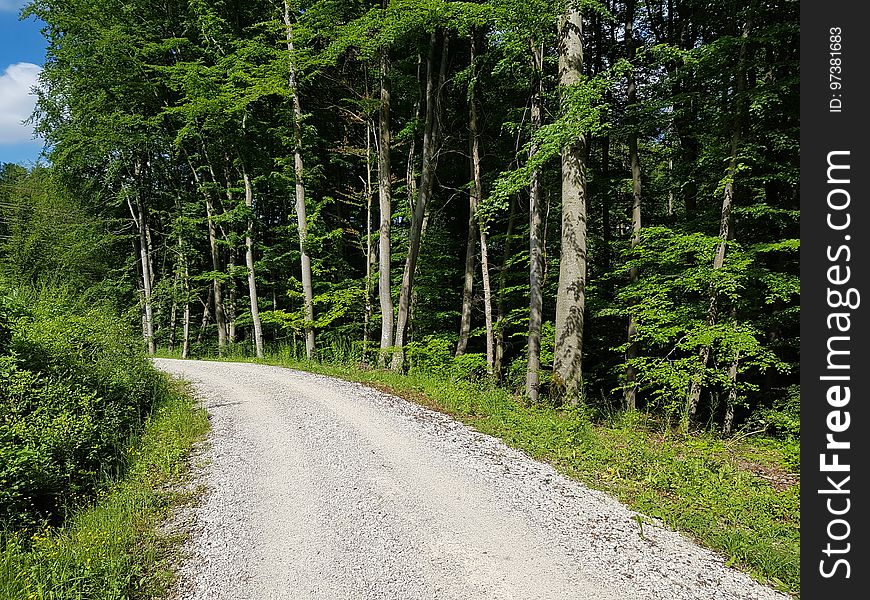 Plant, Road Surface, Tree, Wood