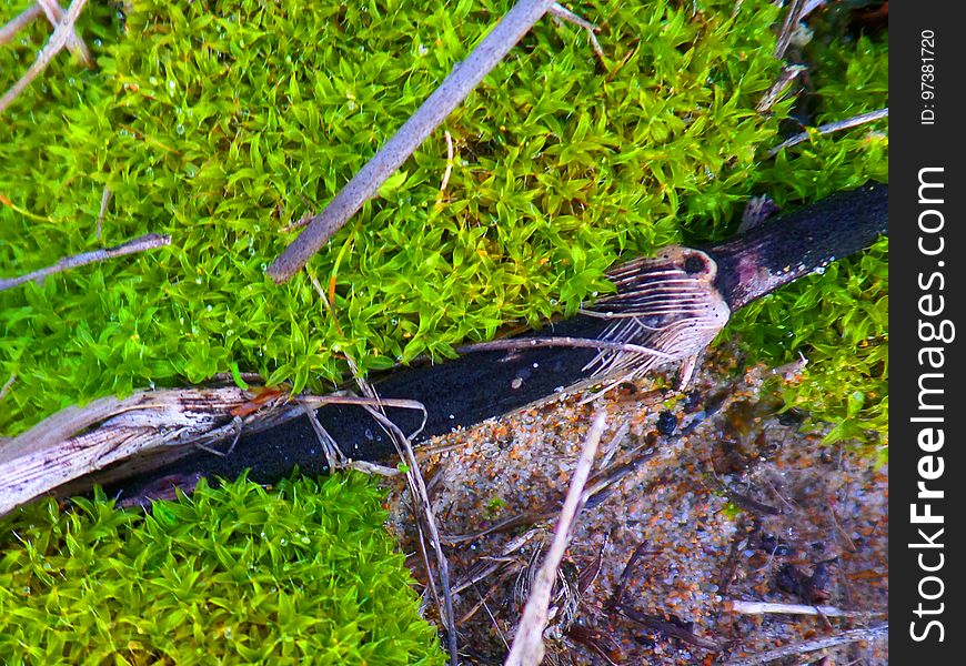 Forest Of Moss