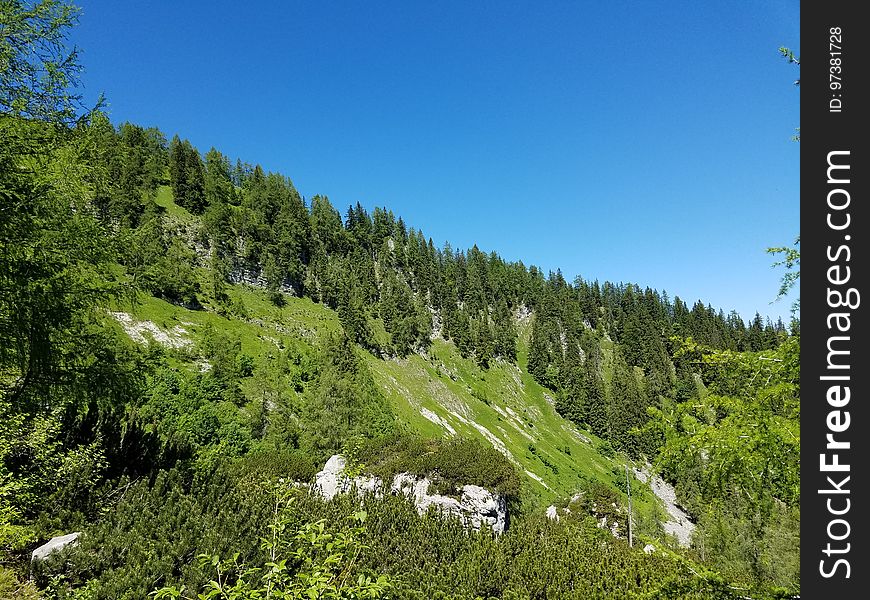 Bavarian mountainside forest