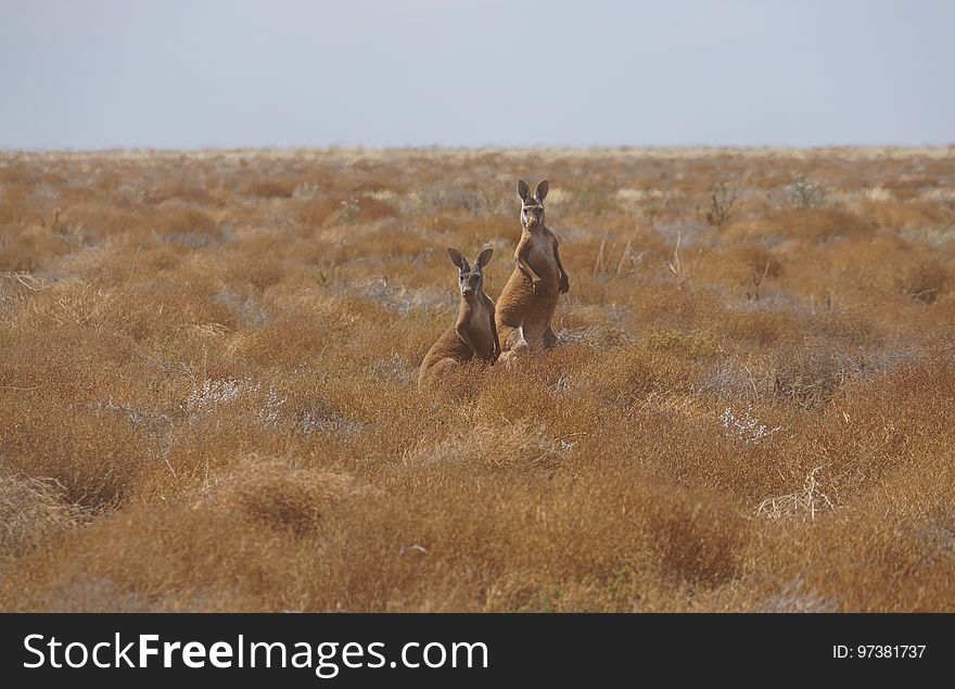 Two Kangaroos