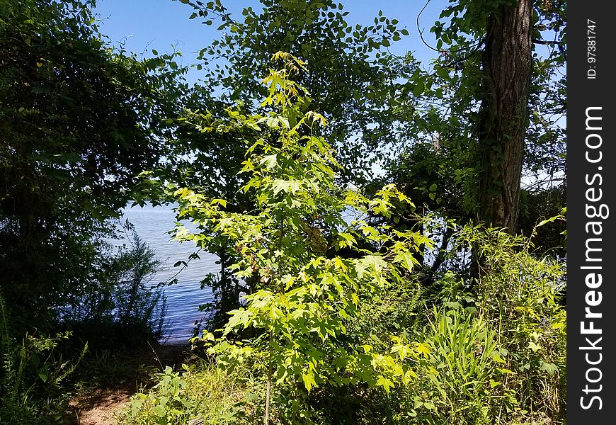 Small Tree In The Sunlight