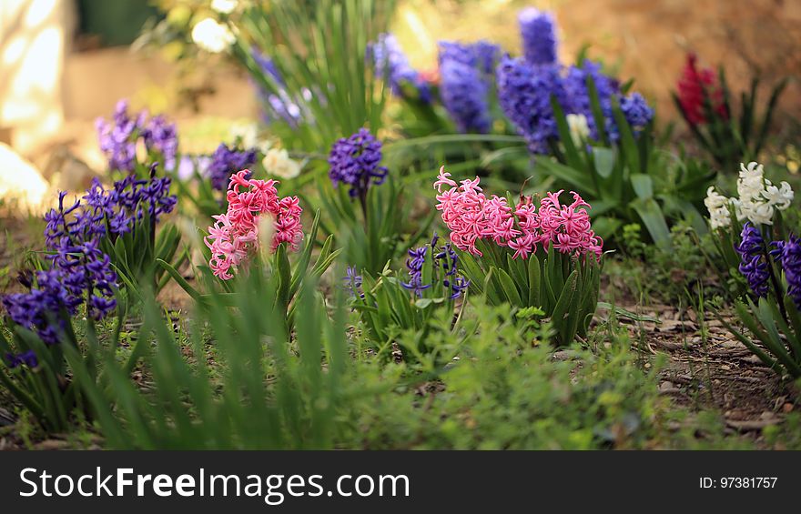 Les jacinthes de pleine terre ouvrent le feu des floraisons du printemps. Les jacinthes de pleine terre ouvrent le feu des floraisons du printemps.
