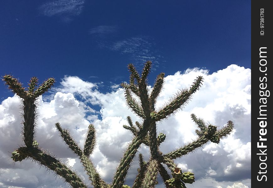 Cholla And Sky