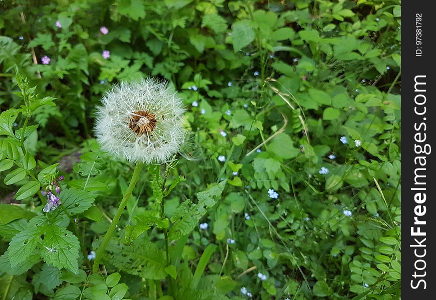 Flower, Plant, Leaf, Insect