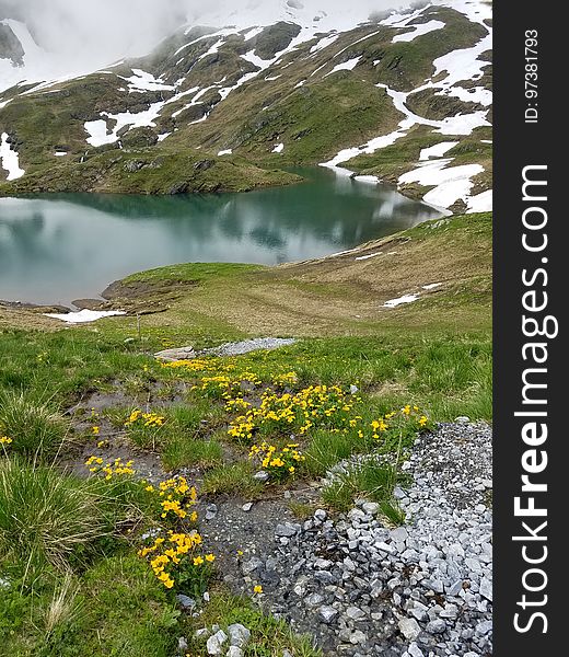Yellow flowers in front of lake in the Swiss Alps