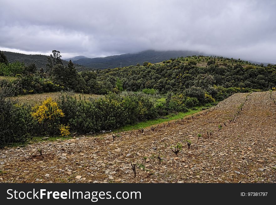 Campo de viÃ±as