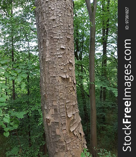 Plant, Tree, Natural landscape, Terrestrial plant, Biome, Wood