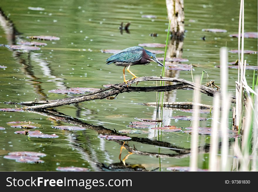 Oiseau &#x28;Héron Vert&#x29; 1097