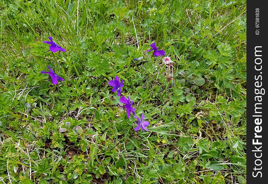 Purple flowers in the Swiss Alps
