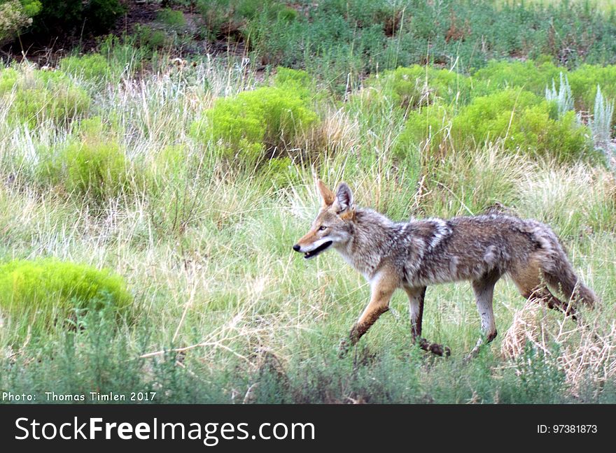 Coyote - New Mexico