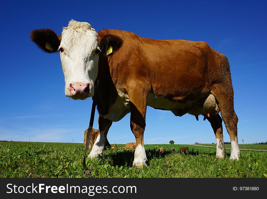 Portrait of Cow Standing in Pasture