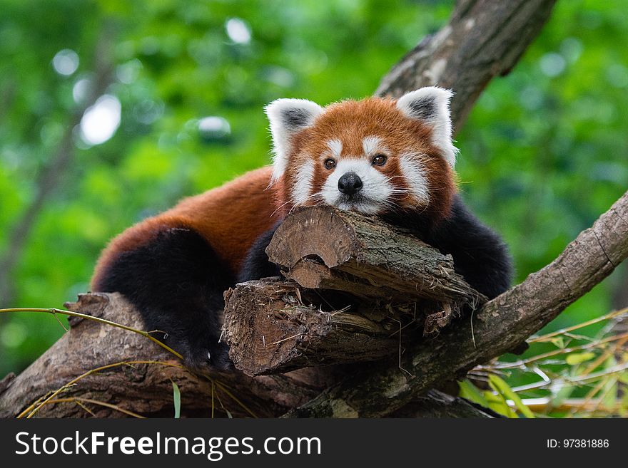 Tired Red Panda