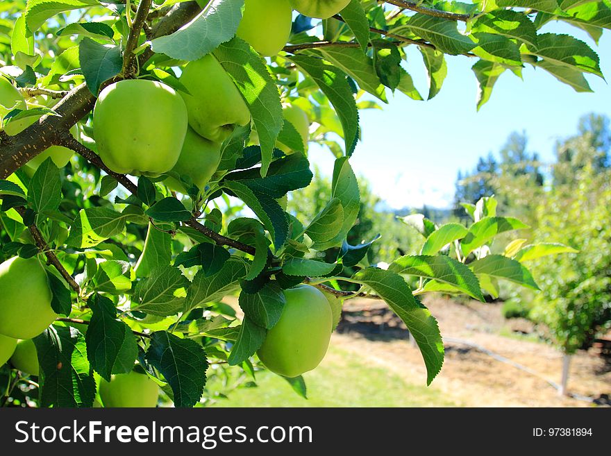 Apples, Hood River Orchards, Oregon