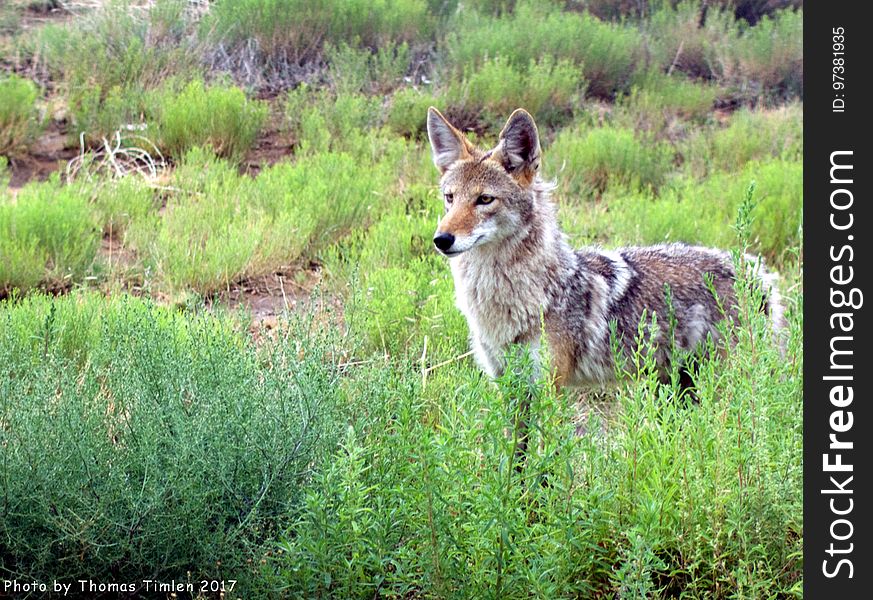 This beauty strolled behind my brother&#x27;s house while we ate breakfast on a Friday morning. Let&#x27;s keep them alive. www.predatordefense.org/coyotes.htm Related video; youtu.be/TfXPvr8Vkyk. This beauty strolled behind my brother&#x27;s house while we ate breakfast on a Friday morning. Let&#x27;s keep them alive. www.predatordefense.org/coyotes.htm Related video; youtu.be/TfXPvr8Vkyk