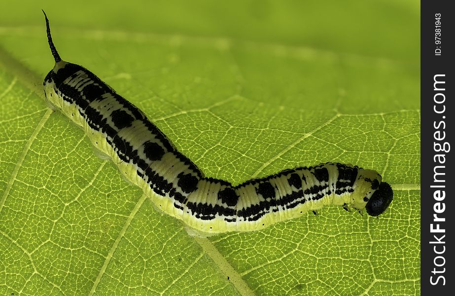 A caterpillar or a butterfly larva on a green leaf. A caterpillar or a butterfly larva on a green leaf.