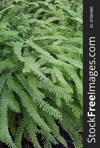 Fern