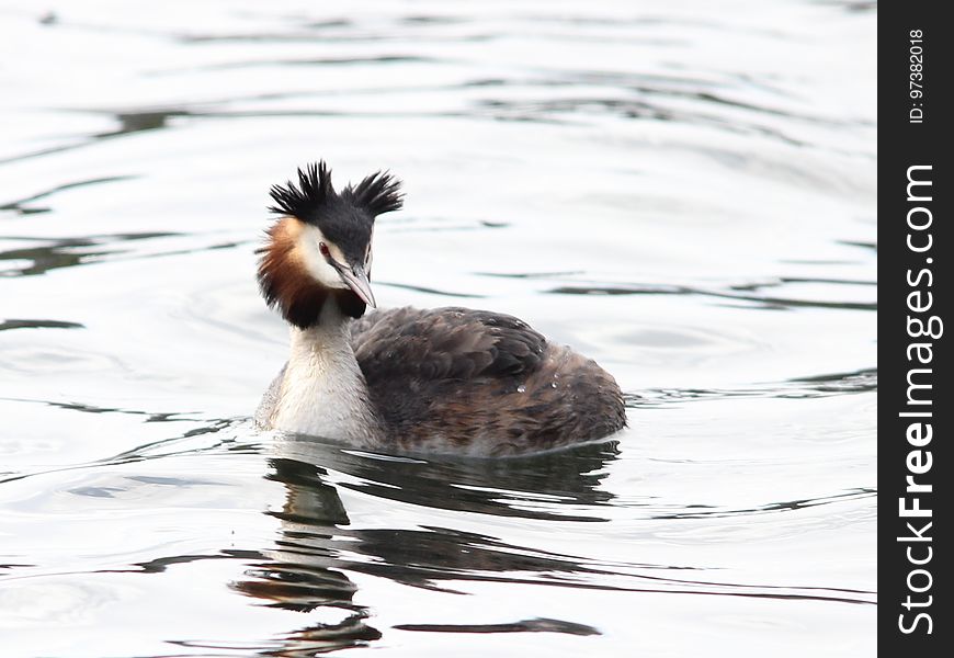 One of a few of the Great Crested Grebes on Westport Lake, North Staffs. More on facebook. www.facebook.com/terryooze/media_set?set=a.10212568853883. One of a few of the Great Crested Grebes on Westport Lake, North Staffs. More on facebook. www.facebook.com/terryooze/media_set?set=a.10212568853883...
