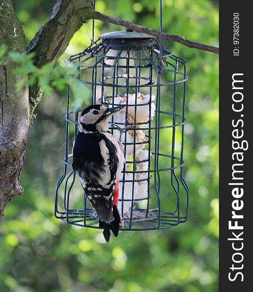 to spot a Greater Spotted Woodpecker. Seen at the feeding stations at Brook Farm, Elton, Sandbach, Cheshire 08/04/2017. to spot a Greater Spotted Woodpecker. Seen at the feeding stations at Brook Farm, Elton, Sandbach, Cheshire 08/04/2017