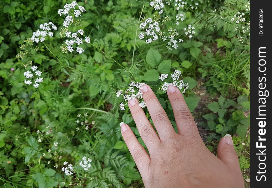 Flower, Plant, Green, Botany, Gesture, People in nature