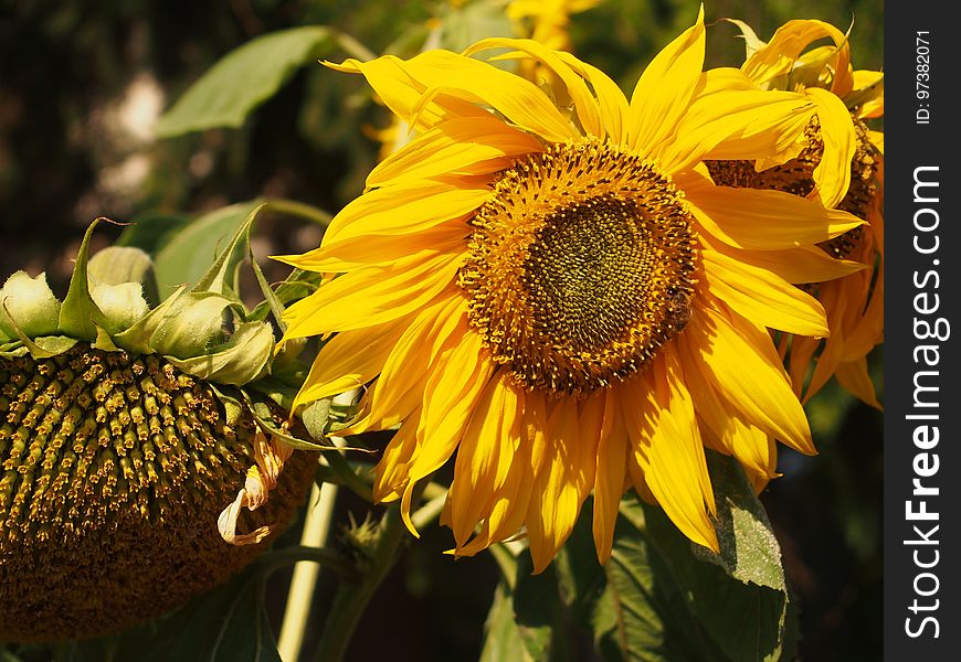 Yellow Sunflower in Closeup Photography