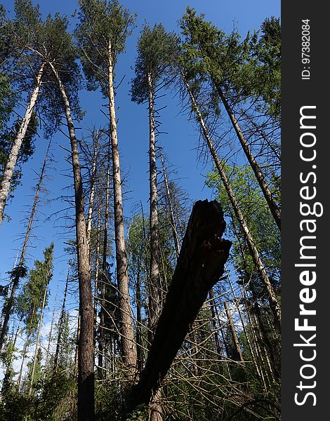 Sky, Plant Community, Wood, Plant