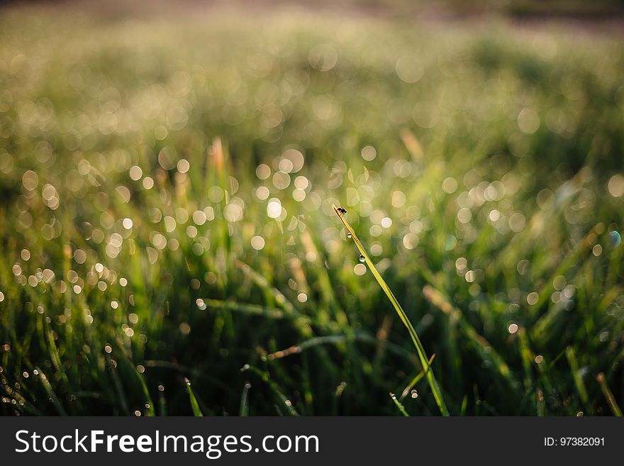 Morning Dew On The Grass