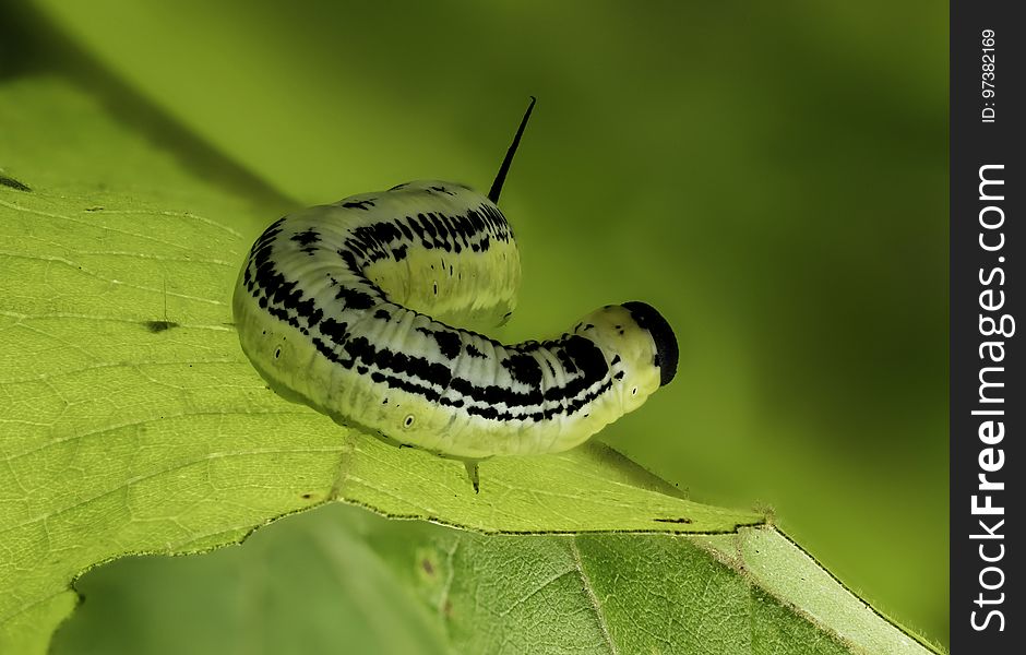 Green caterpillar on leaf