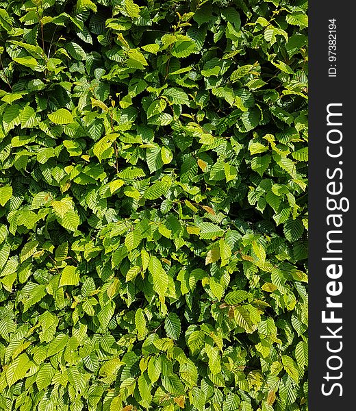 Plant, Tree, Evergreen, Groundcover