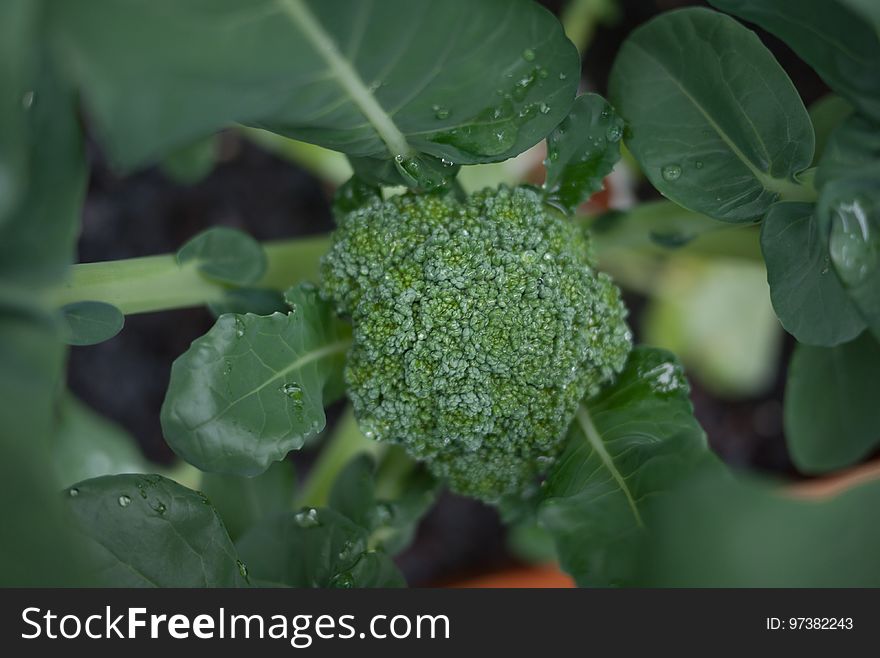 broccoli