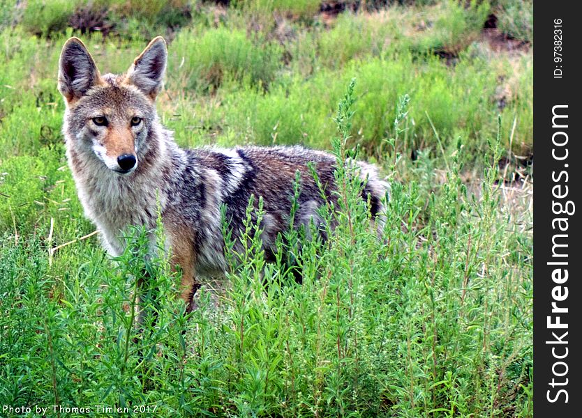 This beauty strolled behind my brother&#x27;s house while we ate breakfast on a Friday morning. Let&#x27;s keep them alive. www.predatordefense.org/coyotes.htm Related video; youtu.be/TfXPvr8Vkyk. This beauty strolled behind my brother&#x27;s house while we ate breakfast on a Friday morning. Let&#x27;s keep them alive. www.predatordefense.org/coyotes.htm Related video; youtu.be/TfXPvr8Vkyk