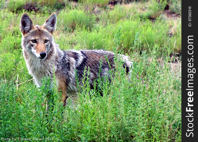 Coyote - New Mexico