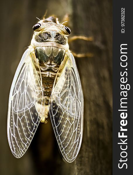 Cicada hardening up after emerging