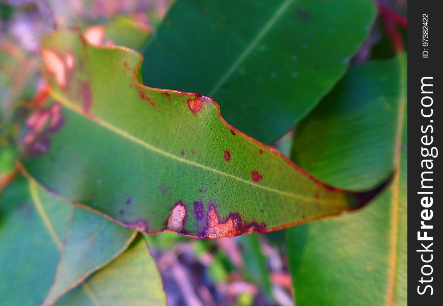 Curly Eucalyptus