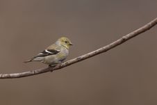 American Goldfinch (Carduelis Tristis Tristis) Royalty Free Stock Image