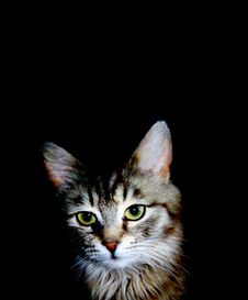 Cat Stock Photography Cat Stock Photography