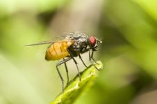 Extreme Close-up Of Fly On A Leaf Royalty Free Stock Photo